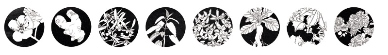 Illustration d'Anne Suze représentant des plantes