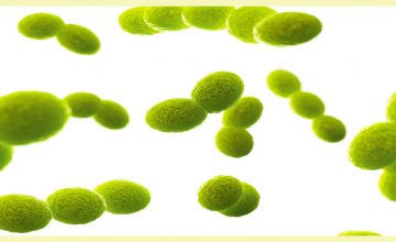 Un pansement intelligent permet de détecter les infections de plaies en quelques minutes