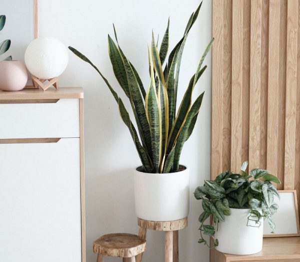 plantes vertes avec cache pots blancs en décoration d'intérieur